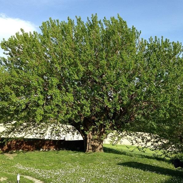 Casa Dei Sogni D'Oro Apartment San Pietro  Bagian luar foto